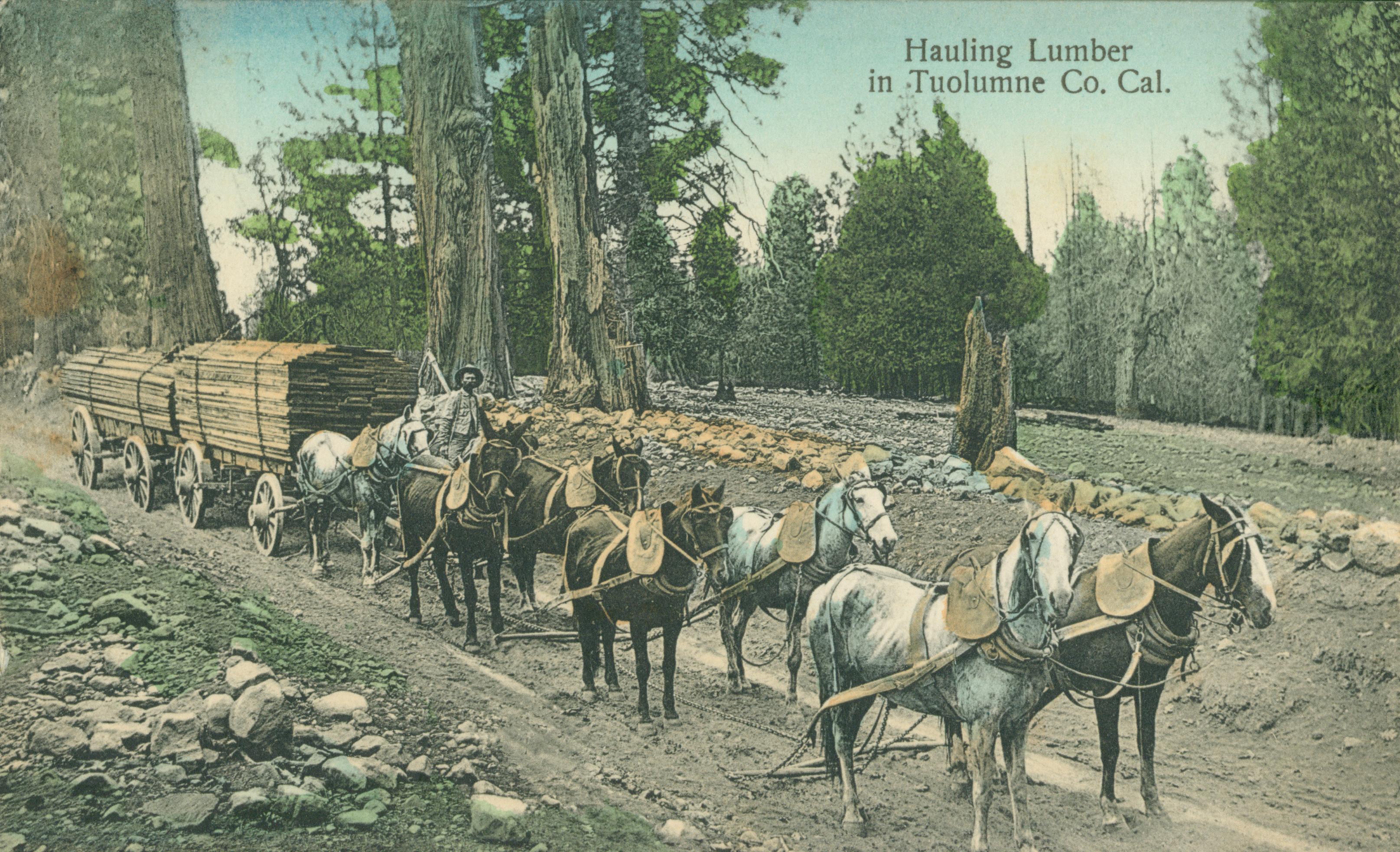 Shows four teams of horses pulling two wagons loaded with timber